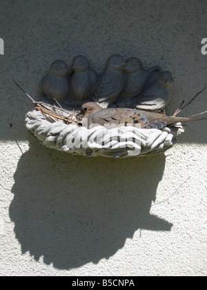 Morgen Taube Verschachtelung in einem Vogelbad an der Wand befestigt Stockfoto