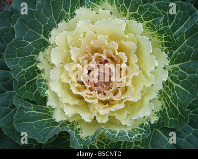 Weiße Zier Kohl Brassica Oleracea in voller Blüte Stockfoto