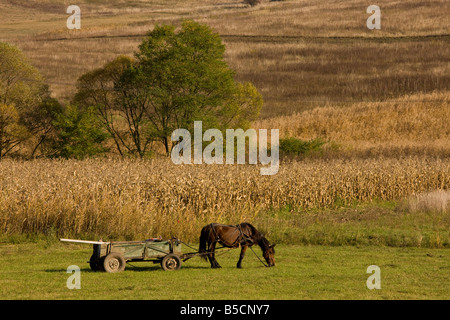Pferd und Wagen warten auf Ergebnisse von Heu machen im Herbst in der Nähe von Agnita im Bereich sächsischen Dorf Siebenbürgen Rumänien Stockfoto