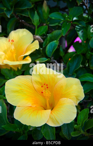 HIBISKUS-Nahaufnahme an sonnigen gelben Hibiskusblüten in exotischer Warmlage Stockfoto