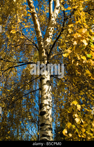 Nachschlagen des Stammes einer herbstlichen Farbe Silber Birke mit blauen Himmel im Hintergrund Bild Stockfoto