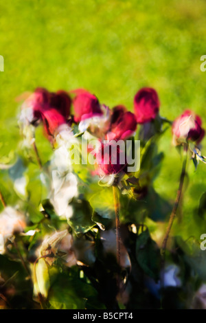 Ein paar rote Rosenknospen vor einem grünen Hintergrund. Stockfoto