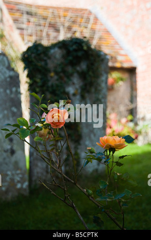 Rosen wachsen vor einem alten Efeu bedeckt Grabstein. Ein Friedhof in Dorset. VEREINIGTES KÖNIGREICH. Stockfoto