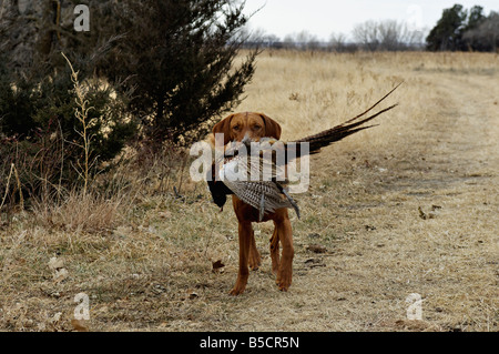 Vizsla Abrufen von Toten Ringneck Fasan Kansas Stockfoto