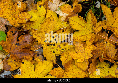 Laub der Bergahorn Acer Pseudoplatanus im Herbst einige mit Teer Pilz Rumänien entdecken Stockfoto