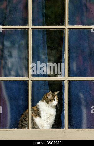 Calico Katze sitzt im Widowsill der älteren Hause vor der Außenwelt Louisville Kentucky Stockfoto