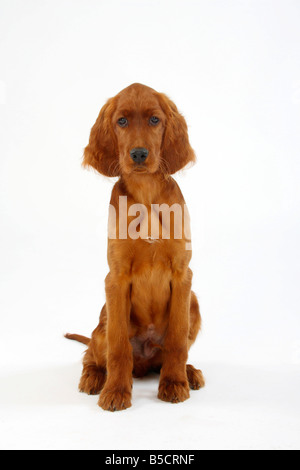 Irish Red Setter Welpen 13 Wochen Irish Red Setter Stockfoto