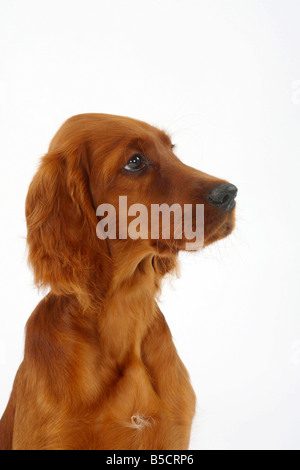 Irish Red Setter Welpen 13 Wochen Irish Red Setter Stockfoto