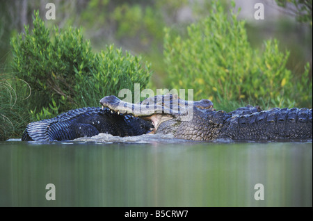 Amerikanischer Alligator Alligator Mississipiensis Erwachsene kämpfen Myrtle Beach South Carolina USA Stockfoto