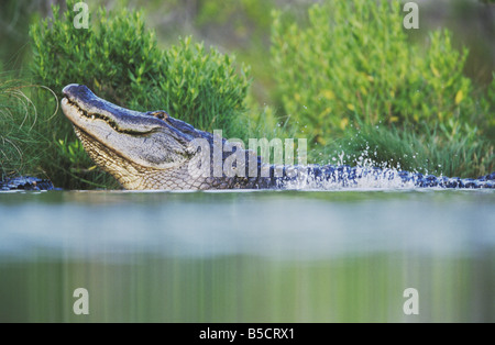 Amerikanischer Alligator Alligator Mississipiensis Erwachsenen brüllen Myrtle Beach South Carolina USA Stockfoto