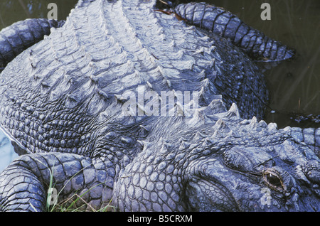 Amerikanischer Alligator Alligator Mississipiensis Erwachsenen Myrtle Beach South Carolina USA Stockfoto