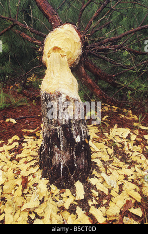 Amerikanischer Biber Castor Canadensis gefällt Loblolly Kiefer Pinus Taeda Neuse River Raleigh Wake County North Carolina USA Stockfoto