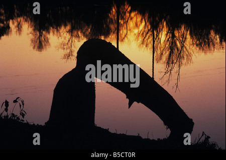 Amerikanischer Biber (Castor Canadensis), gefällten Baum bei Sonnenuntergang, Neuse River, Raleigh, Wake County, North Carolina, USA Stockfoto