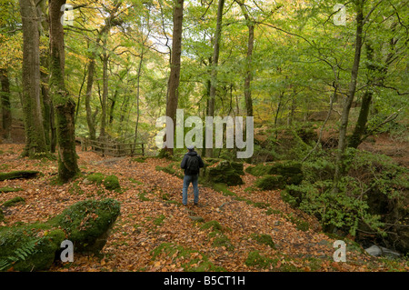 Menschen wandern auf Torrent Wandern Wanderweg durch Laubbäume Buche und Eiche Wälder Snowdonia National Park Gwynedd North Wales UK Stockfoto