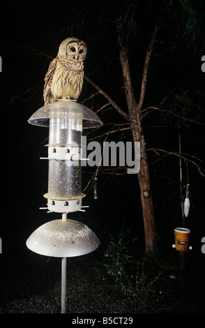 Streifenkauz (Strix Varia), Erwachsener gehockt Vogelhäuschen in der Nacht, Raleigh, Wake County, North Carolina, USA Stockfoto