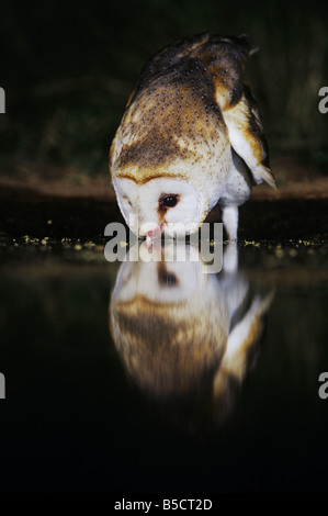 Schleiereule (Tyto Alba), Erwachsene nachts trinken aus Teich, Rio Grande Valley, Texas, USA Stockfoto