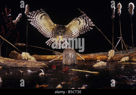 Streifenkauz (Strix Varia), Erwachsene Landung auf Log in gefrorenen Teich, Raleigh, Wake County, North Carolina, USA Stockfoto