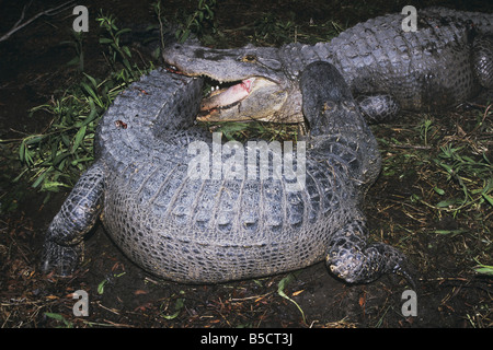 Amerikanischer Alligator Alligator Mississipiensis Erwachsene kämpfen Myrtle Beach South Carolina USA Stockfoto