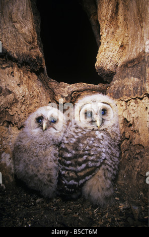 Streifenkauz (Strix Varia), jungen in Verschachtelung Hohlraum, Raleigh, Wake County, North Carolina, USA Stockfoto