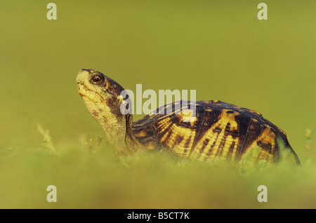 Östliche Kasten-Schildkröte Terrapene Carolina Carolina Erwachsene Raleigh Wake County North Carolina USA Stockfoto