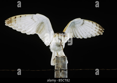 Schleiereule (Tyto Alba), Erwachsene, die Landung auf Zaunpfosten mit Maus Beute, Rio Grande Valley, Texas, USA Stockfoto