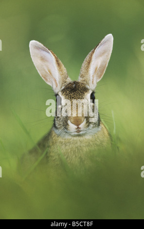 Östlichen Cottontail Sylvilagus Floridanus Erwachsenen Starr County Rio Grande Valley Texas USA Mai 2002 Stockfoto