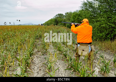 Hochland Bird Hunter und Flushing Covey Bobwhite Quail Tamaulipas Mexiko Stockfoto