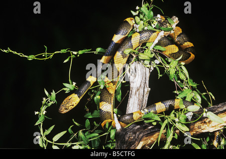 Nördlichen Cat-eyed Snake (Leptodeira Septentrionalis Septentrionas), Erwachsene in der Nacht, Rio Grande Valley, Texas, USA Stockfoto