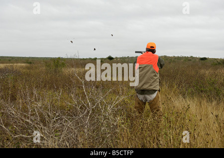 Hochland Bird Hunter und Flushing Bobwhite Quail Tamaulipas Mexiko Stockfoto