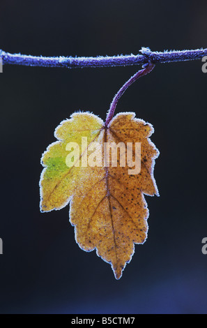 Rot-Ahorn Acer Rubrum Blatt umrandeten in Frost Raleigh Wake County North Carolina USA Stockfoto