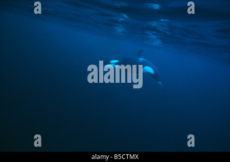 Orca oder Schwertwal (Orcinus Orca) in freier Wildbahn, Lofoten, Norwegen Stockfoto