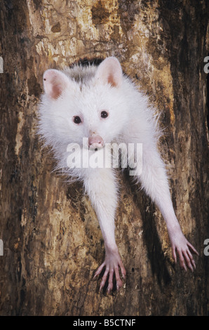 Nördlichen Waschbär Procyon Lotor Albino in Baumhöhle Raleigh Wake County North Carolina USA Stockfoto