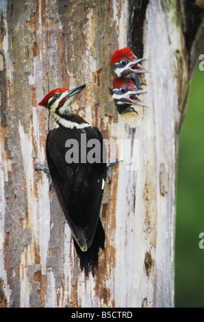 Helmspecht Dryocopus Pileatus männlichen jungen im Hohlraum Neuse River Raleigh Wake County North Carolina USA füttert Stockfoto