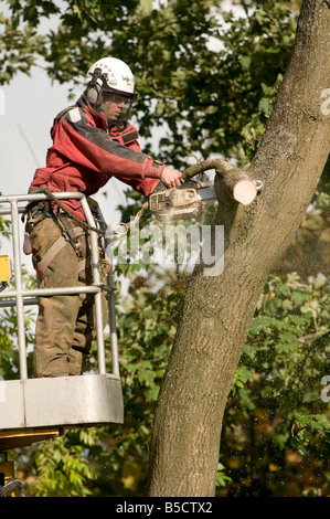 Baumpfleger in erhöhten Plattform schneiden zweigt eine überhängende Buche mit einer Kettensäge, UK Stockfoto