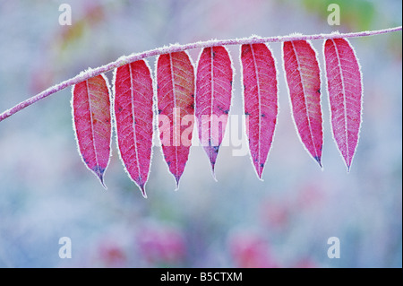 Staghorn Sumach Rhus Typhina verlässt im Herbst Frost umrandeten Stockfoto