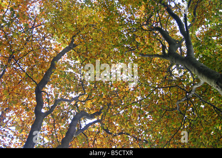 Woodland-Szene In oxfordshire Stockfoto