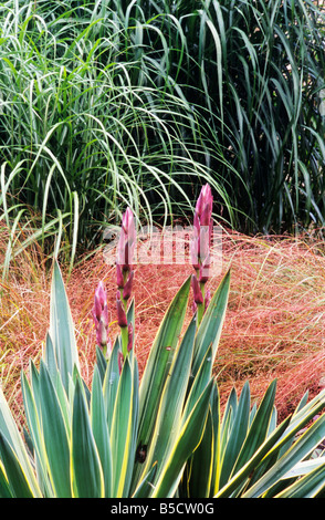 Yucca Gloriosa Variegata Stipa Tenuissima Salvia Skulptur Gräser