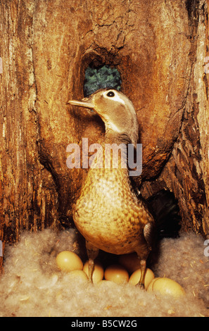 Holz-Ente, Aix Sponsa, Weibchen Eier in Nester Hohlraum, Raleigh, Wake County, North Carolina, USA Stockfoto