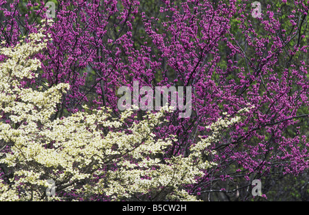 Blühende Hartriegel Cornus Florida östlichen Redbud Cercis Canadensis im blühenden Wald Raleigh Wake County North Carolina USA Stockfoto