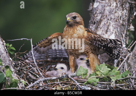 Rot-geschultert Hawk Buteo Lineatus Erwachsene Helmdecke in jungen nisten Raleigh Wake County North Carolina USA Stockfoto