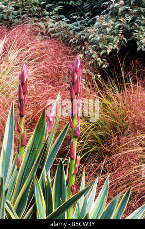 Yucca Gloriosa Variegata Stipa Tenuissima Salvia Skulptur Gräser