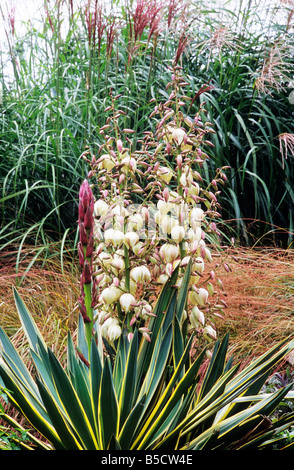 Yucca Gloriosa Variegata Stipa Tenuissima Salvia Skulptur Gräser