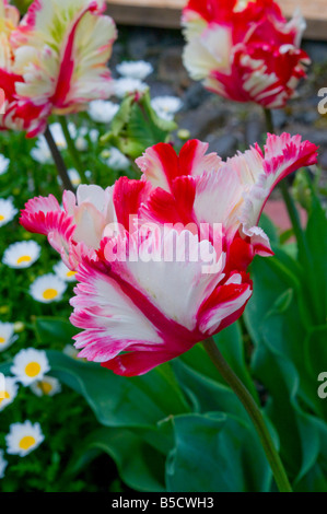 Ein Papagei-Tulpen in voller Blüte Stockfoto