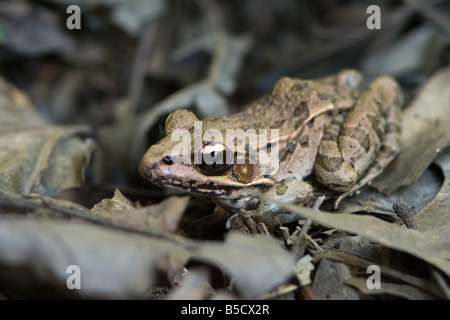 Brauner Frosch Stockfoto