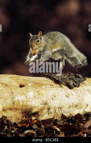 Östliche graue Eichhörnchen (Sciurus Carolinensis), Erwachsene laufen mit Eichel im Mund, Raleigh, Wake County, North Carolina, USA Stockfoto