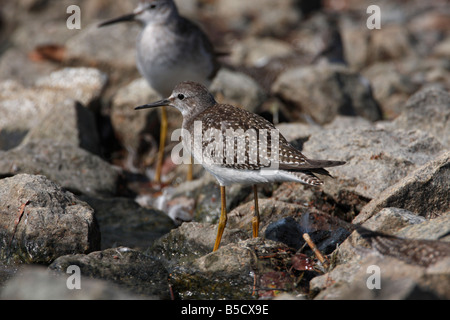 Weniger Yellowlegs Tringa Flavipes stehen auf Felsen am Reifel Migratory Bird Sanctuary Delta BC im August Stockfoto