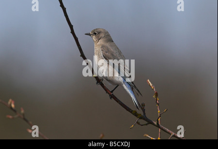 Bluebird Mountain Sialia Currucoides weibliche thront im Baum in Nanaimo River Mündung Vancouver Island BC im April Stockfoto