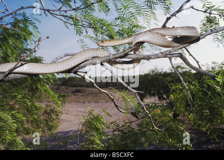 Western Abschreckung Masticophis Flagellum Testaceus Erwachsenen in Mesquite Baum Rio Grande Valley, Texas USA Stockfoto