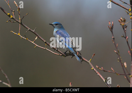 Bluebird Mountain Sialia Currucoides männlichen thront im Baum in Nanaimo River Mündung Vancouver Island BC im April Stockfoto