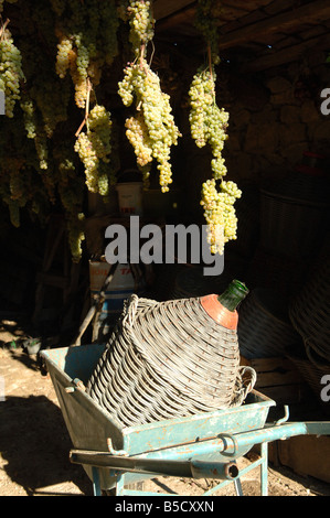 Trauben trocknen um vin Santo Wein produzieren Stockfoto
